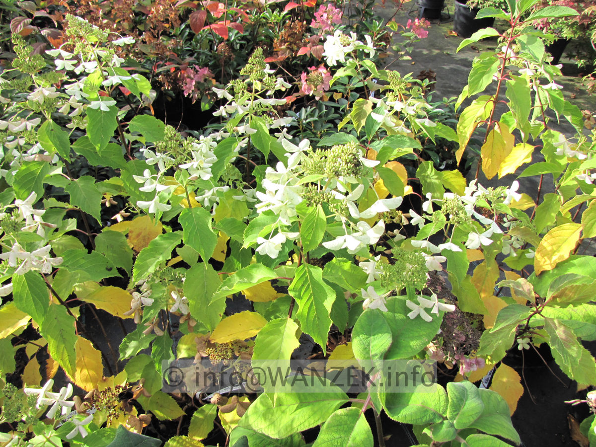 Hydrangea paniculata Levana - verblueht 1.JPG